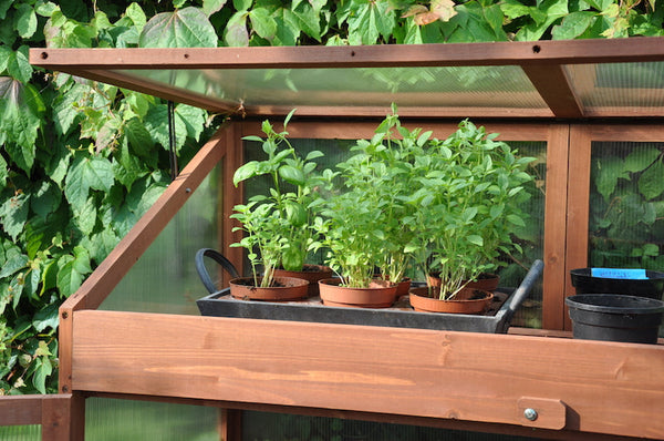 Roy Well - Sweet Basil