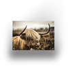 Tuinposter - Schotsehooglander - 120x80cm