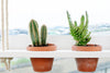 Hanging Garden White Wash