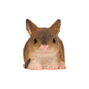 Muis