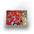 Tuinposter - Japanse esdoorn - 100x70cm