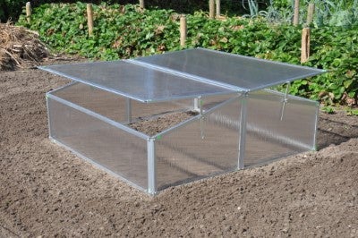 Silver Thyme - Royal Well