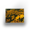 Tuinposter - Goldsturn - 100x70cm