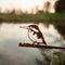 Birdwise - IJsvogel